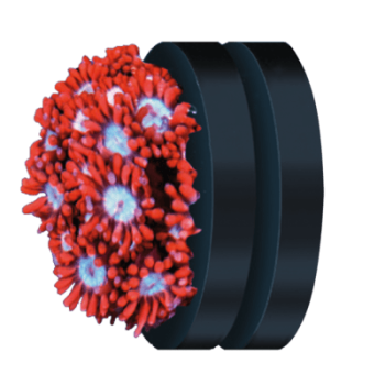 Preview: Fauna Marin Coral Mount Ø 4cm